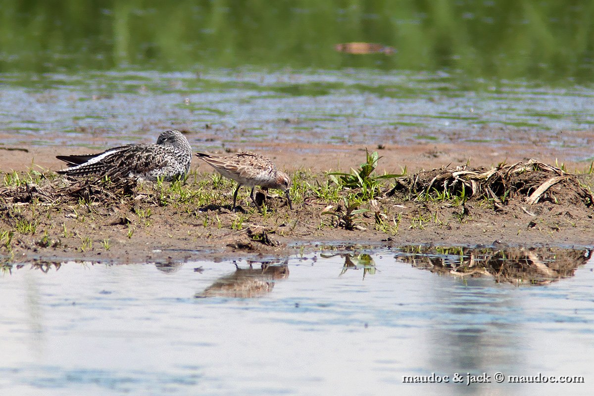 IMG_7675.jpg - with Greenshank