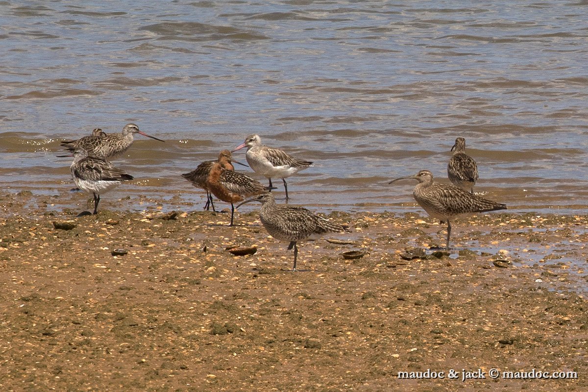 IMG_2117.jpg - with Whimbrel