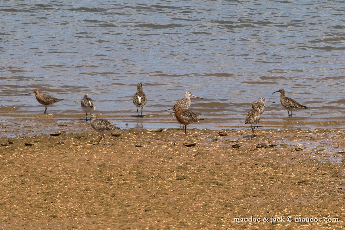 IMG_2120.jpg - with Whimbrel