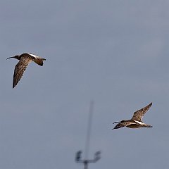 IMG_2042