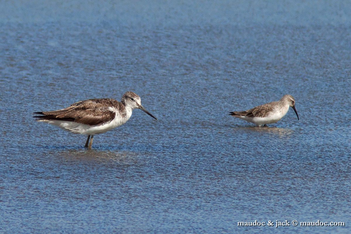 IMG_1583.jpg - with Curlew Sandpiper