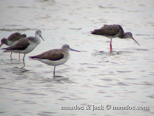 pantana.jpg - with Spotted Redshank