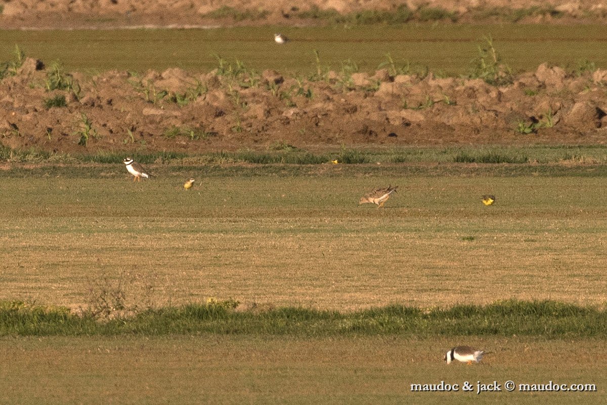 IMG_2270.jpg - with Ringed Plover & Yellow Waigtail