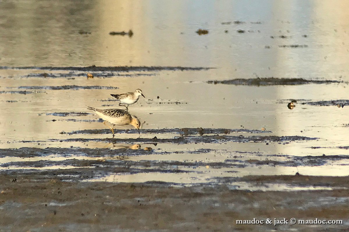 IMG_7357.jpg - with Little Stint