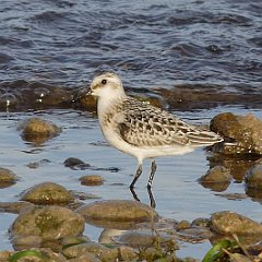 Calidris_alba