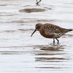 Calidris_ferruginea