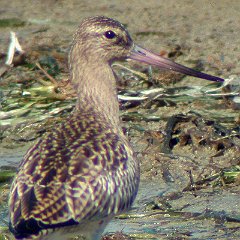 Limosa_lapponica