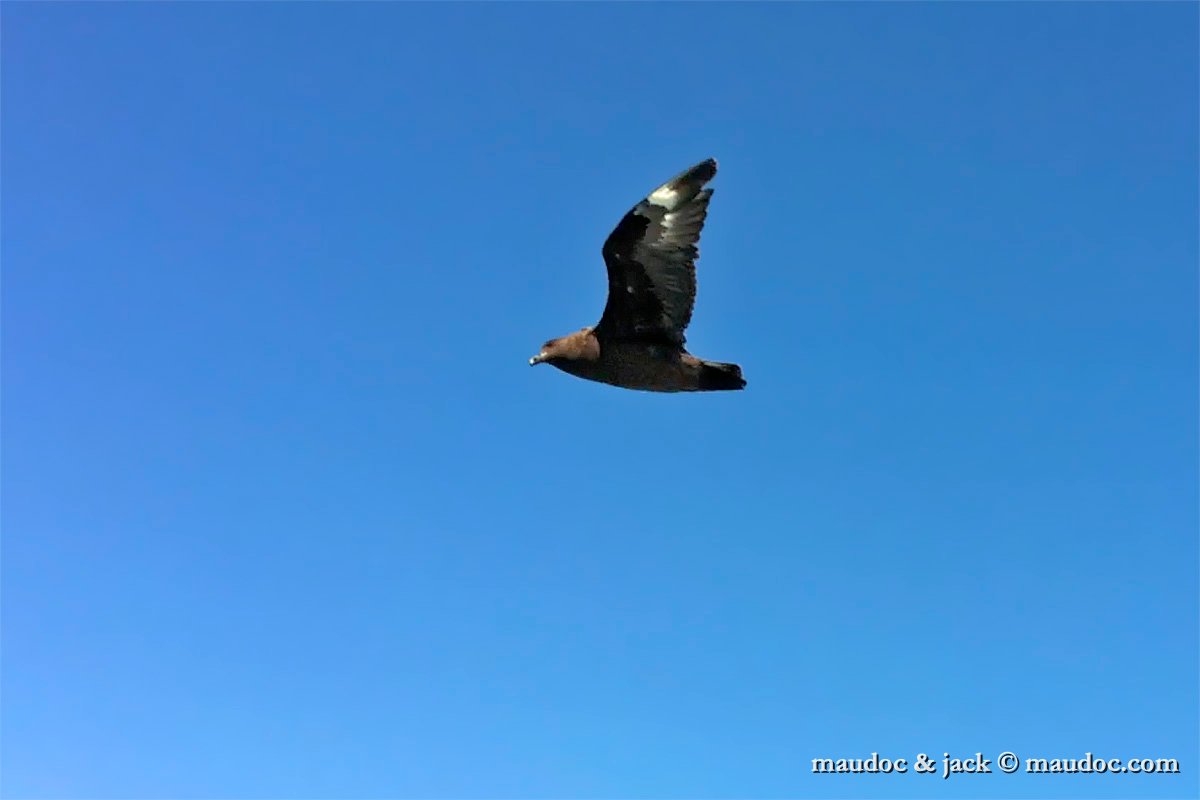 brown_skua01.jpg