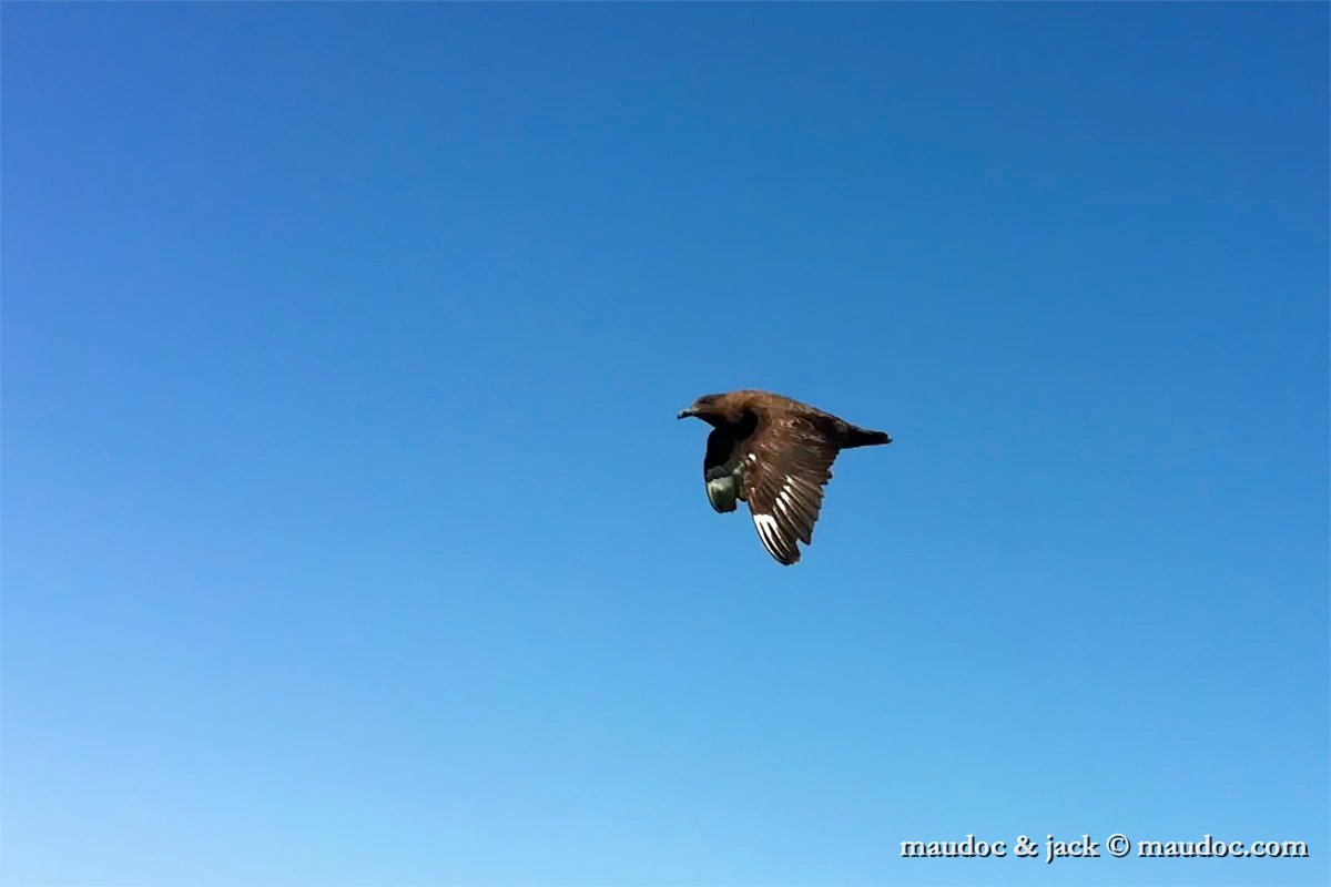 brown_skua02.jpg