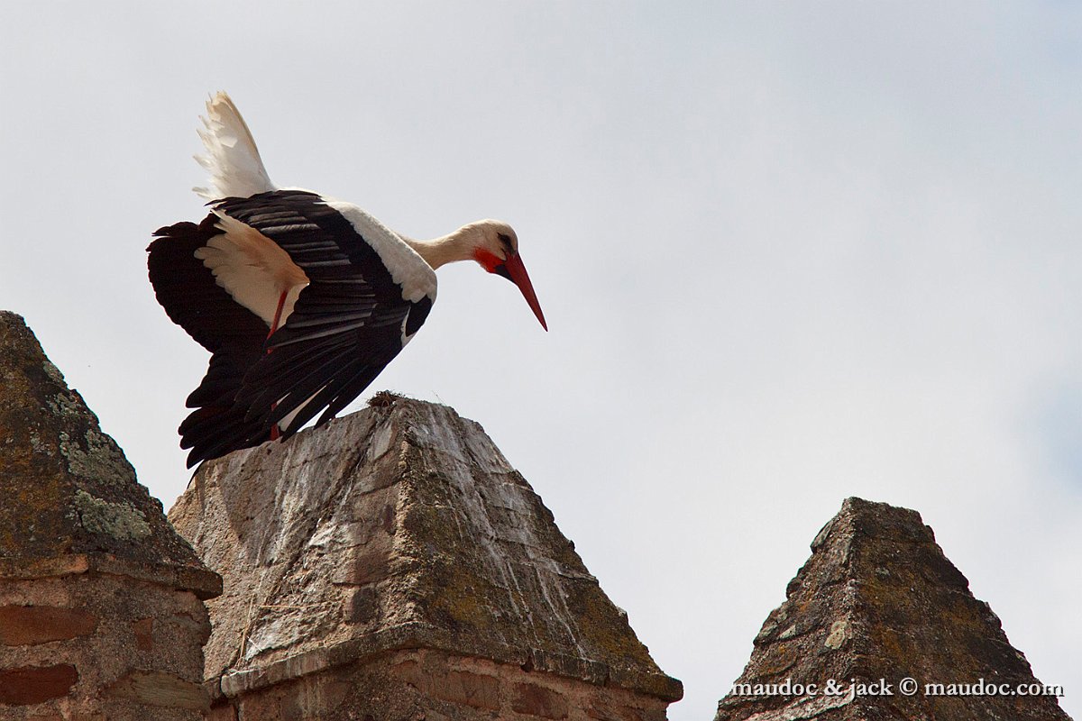 IMG_2298.jpg - Extremadura [E]