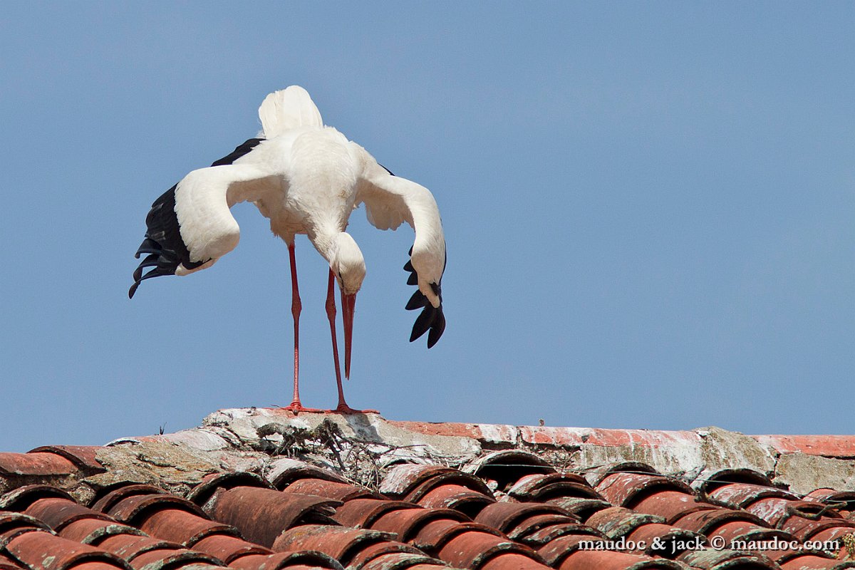 IMG_2329.jpg - Extremadura [E]