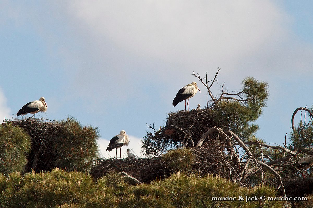 IMG_3704.jpg - Extremadura [E]