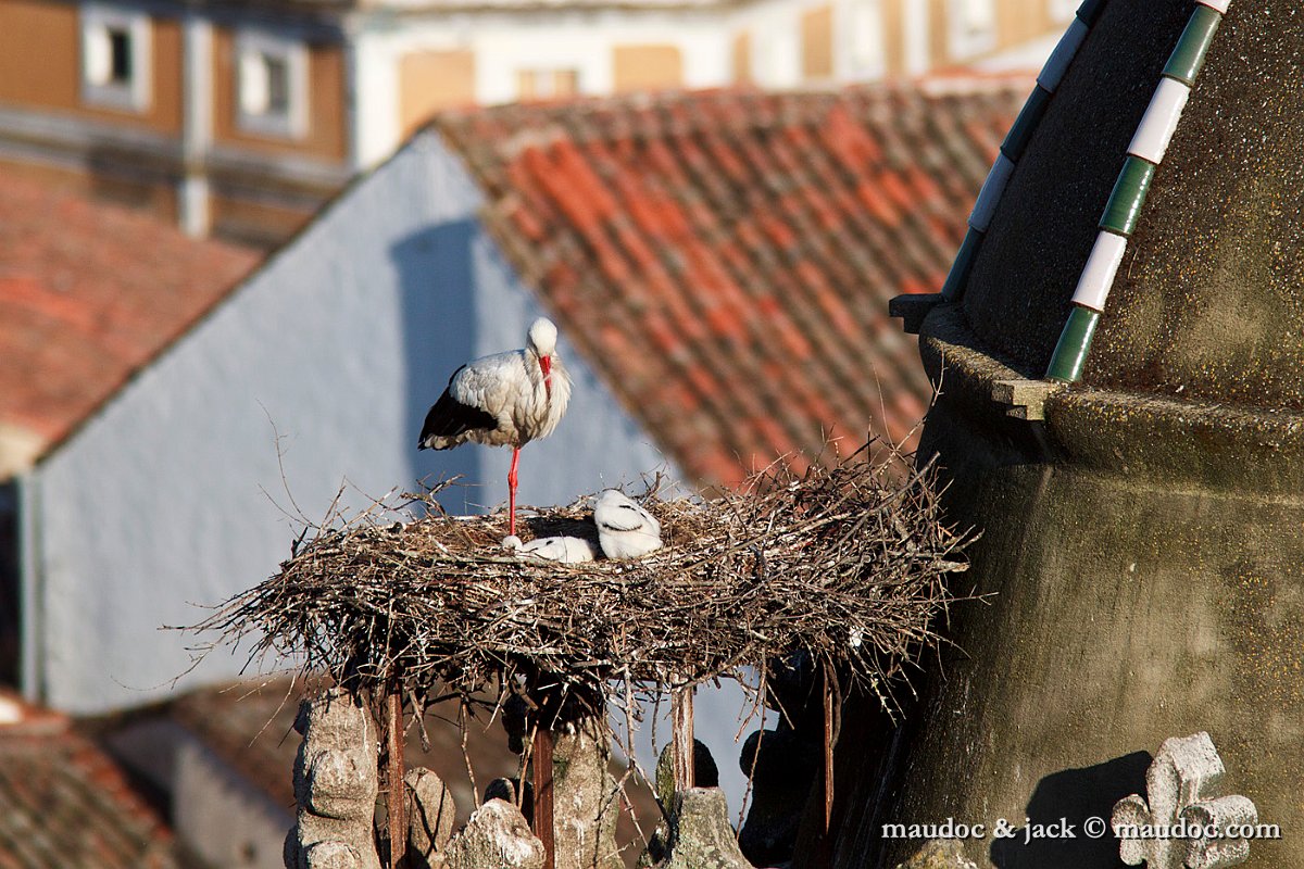 IMG_3747.jpg - Extremadura [E]