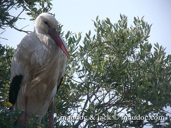 cicogna_bi011.jpg - Extremadura [E]