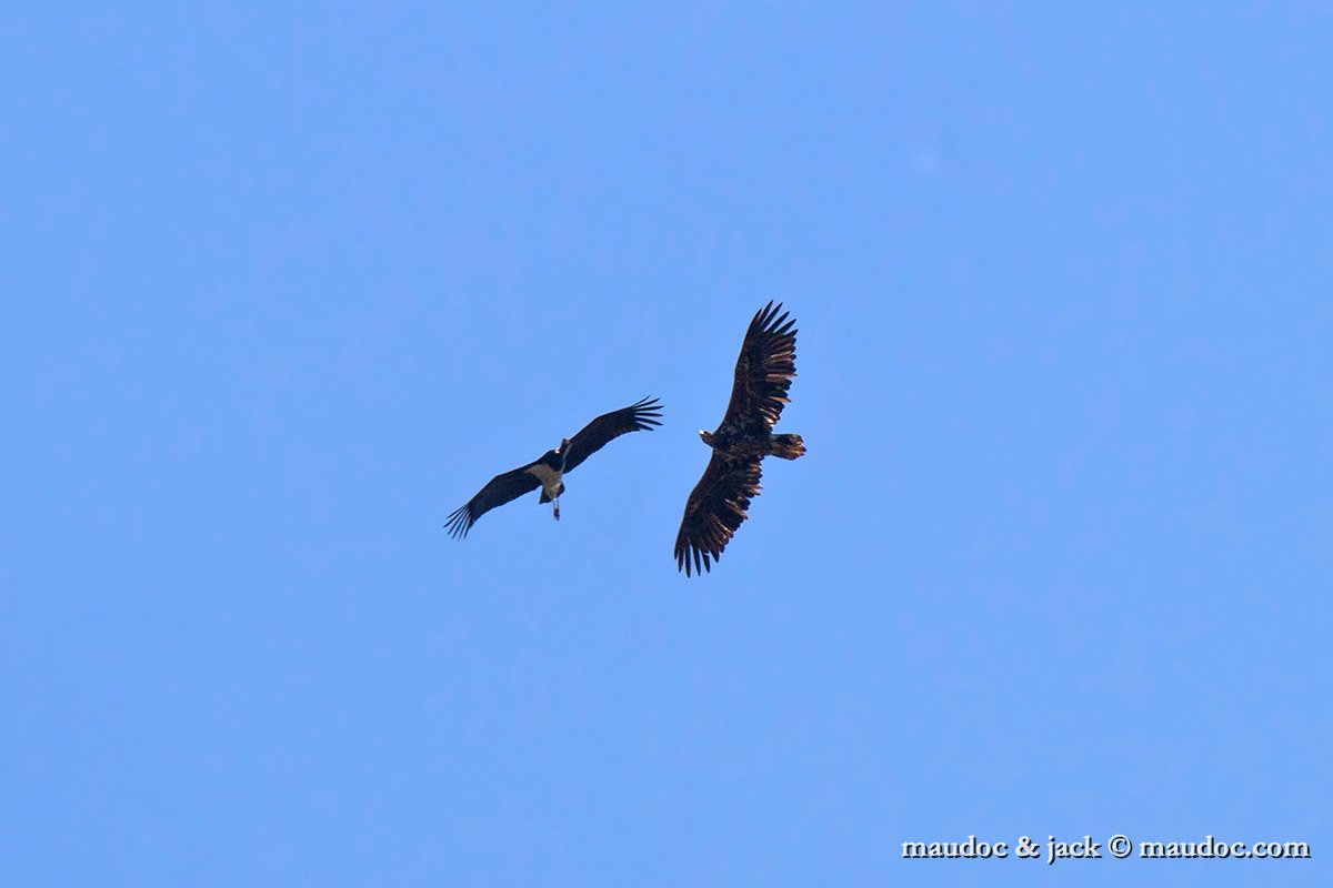 IMG_4988.jpg - with White-tailed Eagle - Zemplen, Hungary