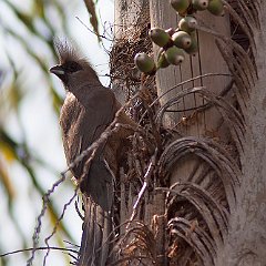 Colius_striatus