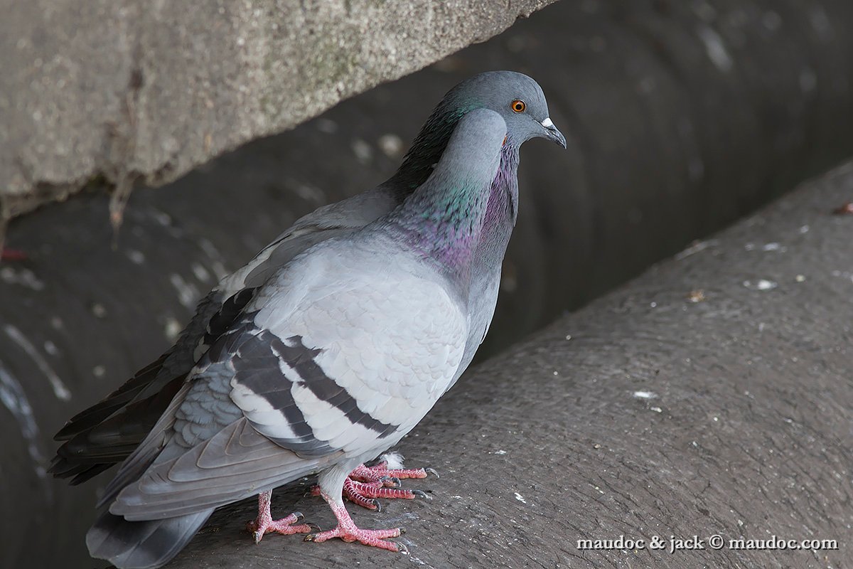 IMG_0112.jpg - Feral Pigeon