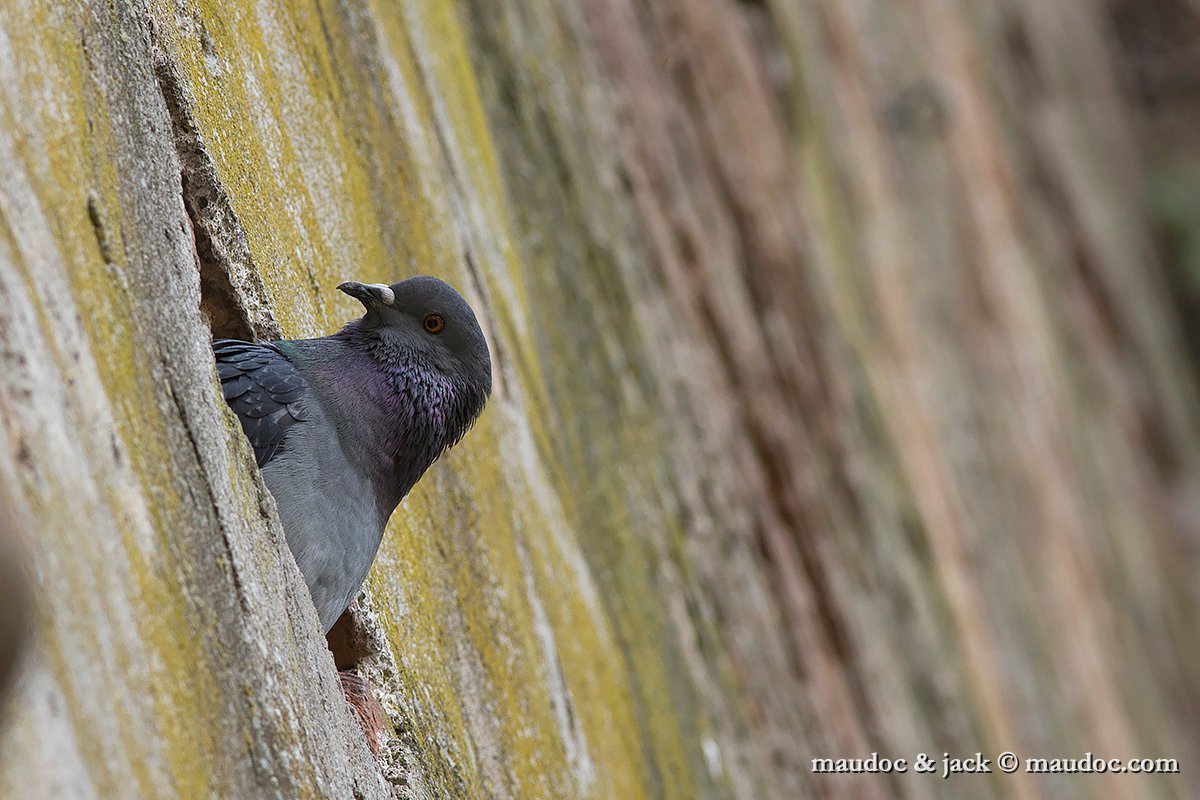 IMG_0227.jpg - Feral Pigeon