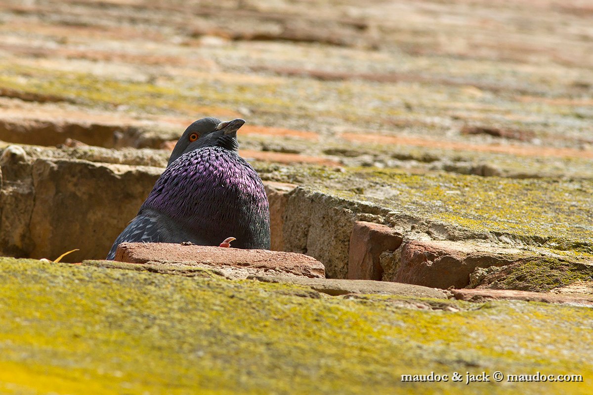 IMG_0229.jpg - Feral Pigeon