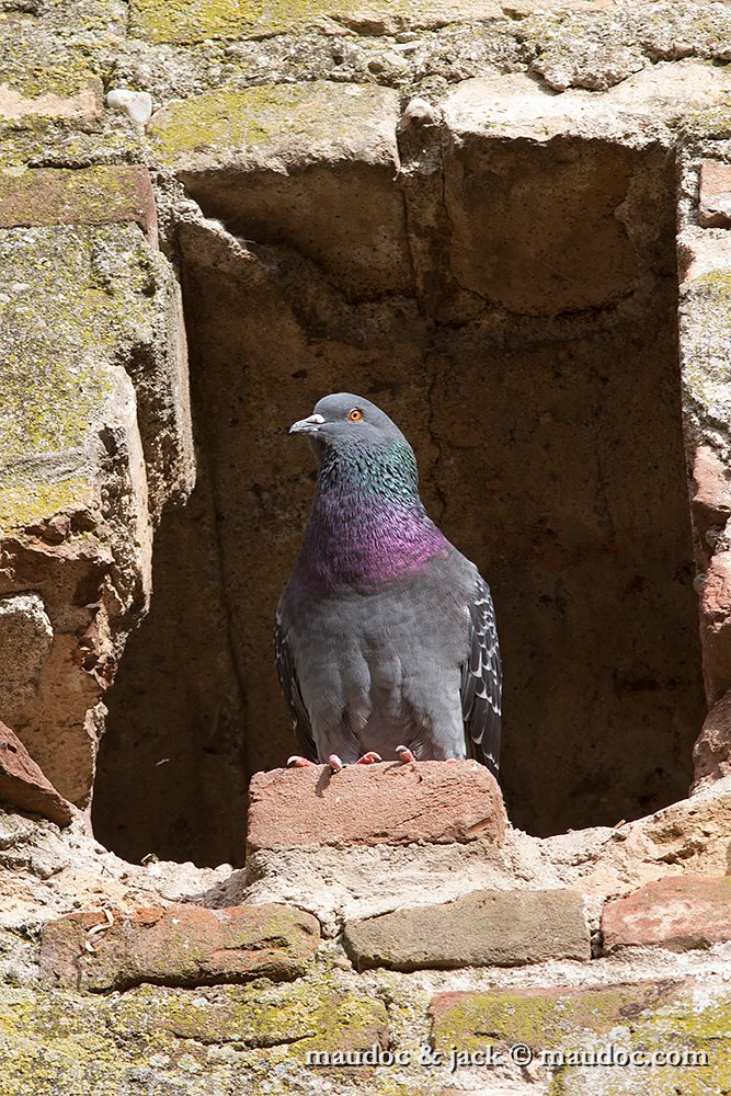 IMG_0231.jpg - Feral Pigeon