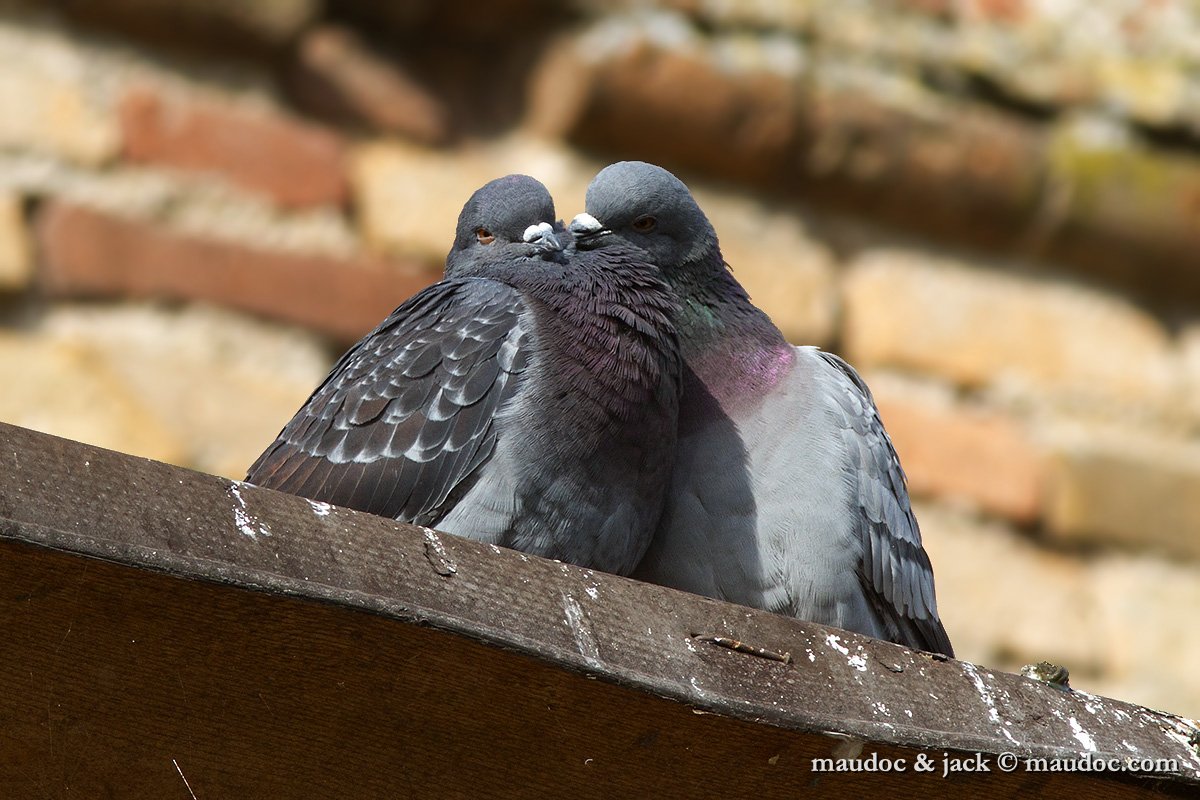 IMG_0239.jpg - Feral Pigeon