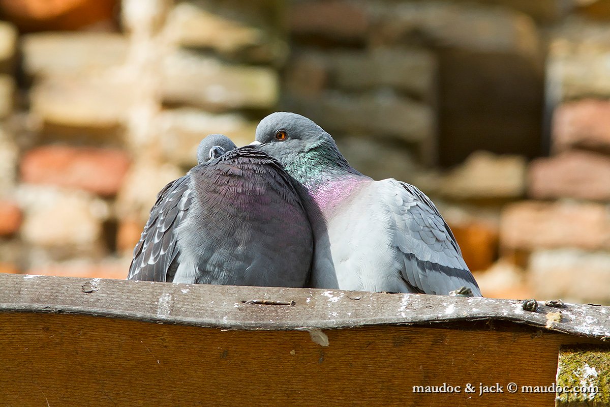 IMG_0245.jpg - Feral Pigeon