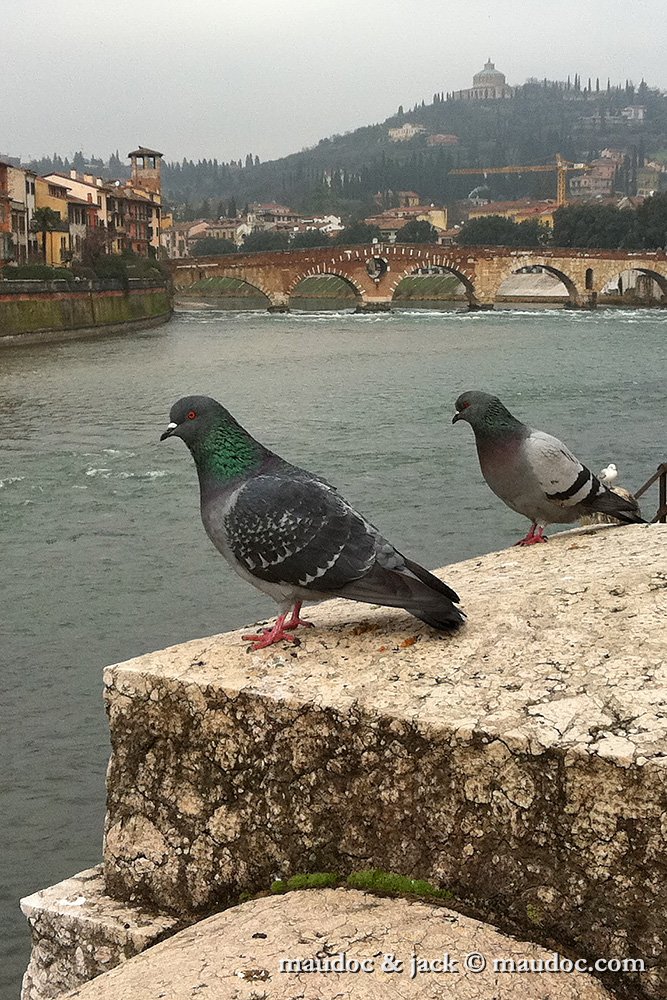 IMG_1270.jpg - Feral Pigeon