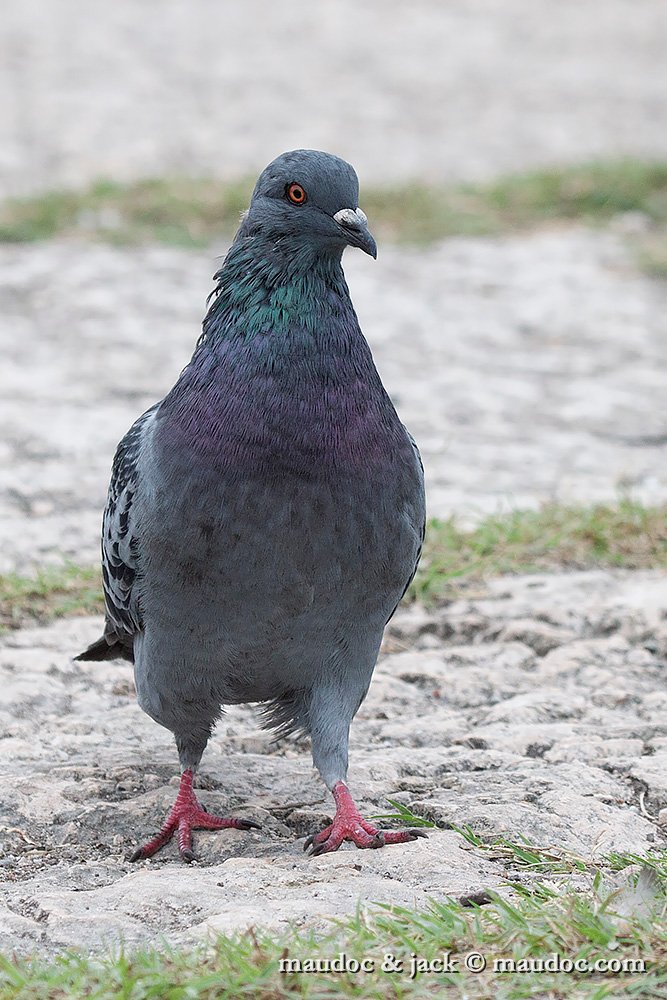 IMG_2914.jpg - Feral Pigeon