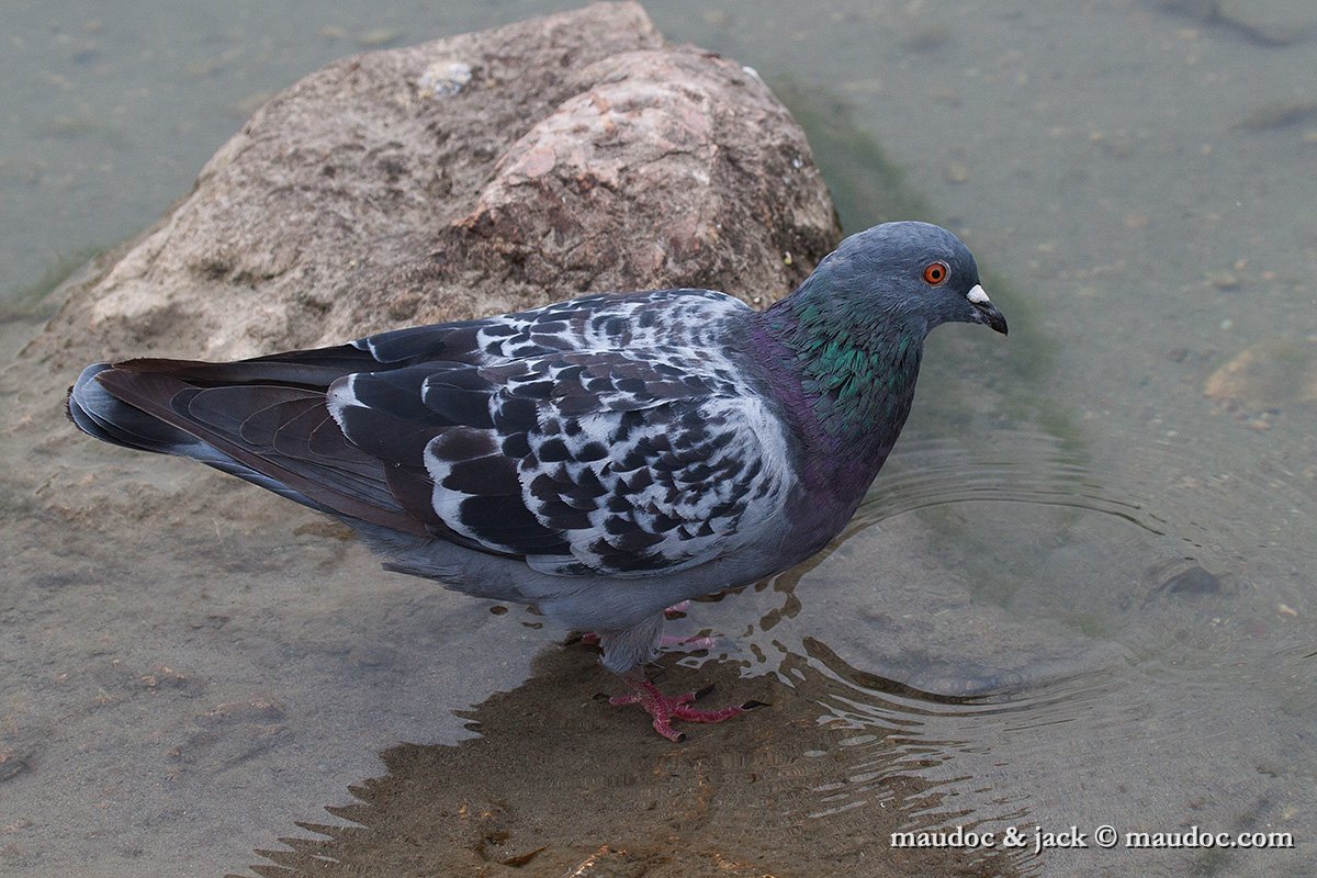 IMG_2920.jpg - Feral Pigeon