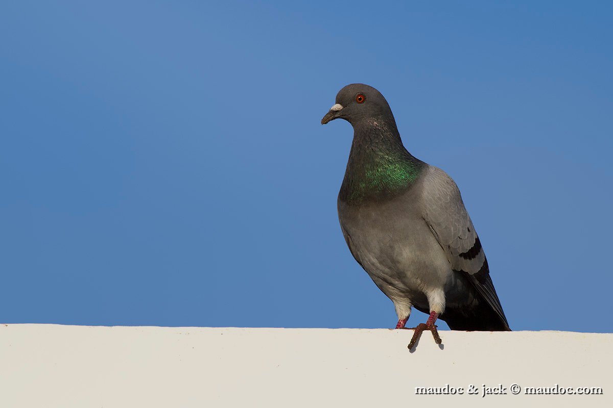 IMG_4943.jpg - Feral Pigeon