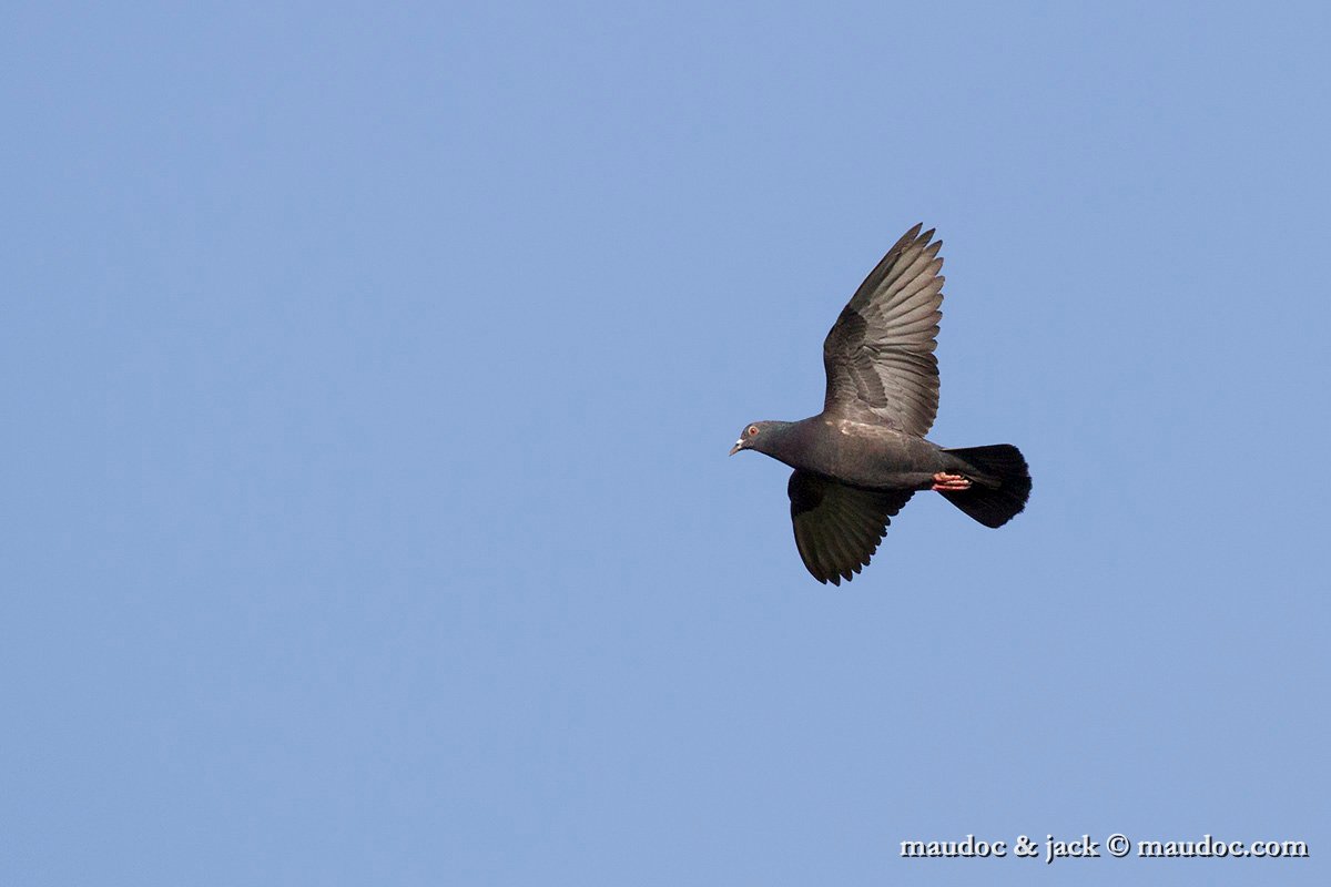 IMG_5139.jpg - Feral Pigeon