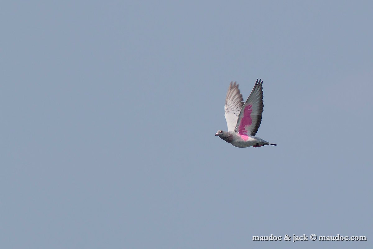 IMG_8625.jpg - Feral Pigeon