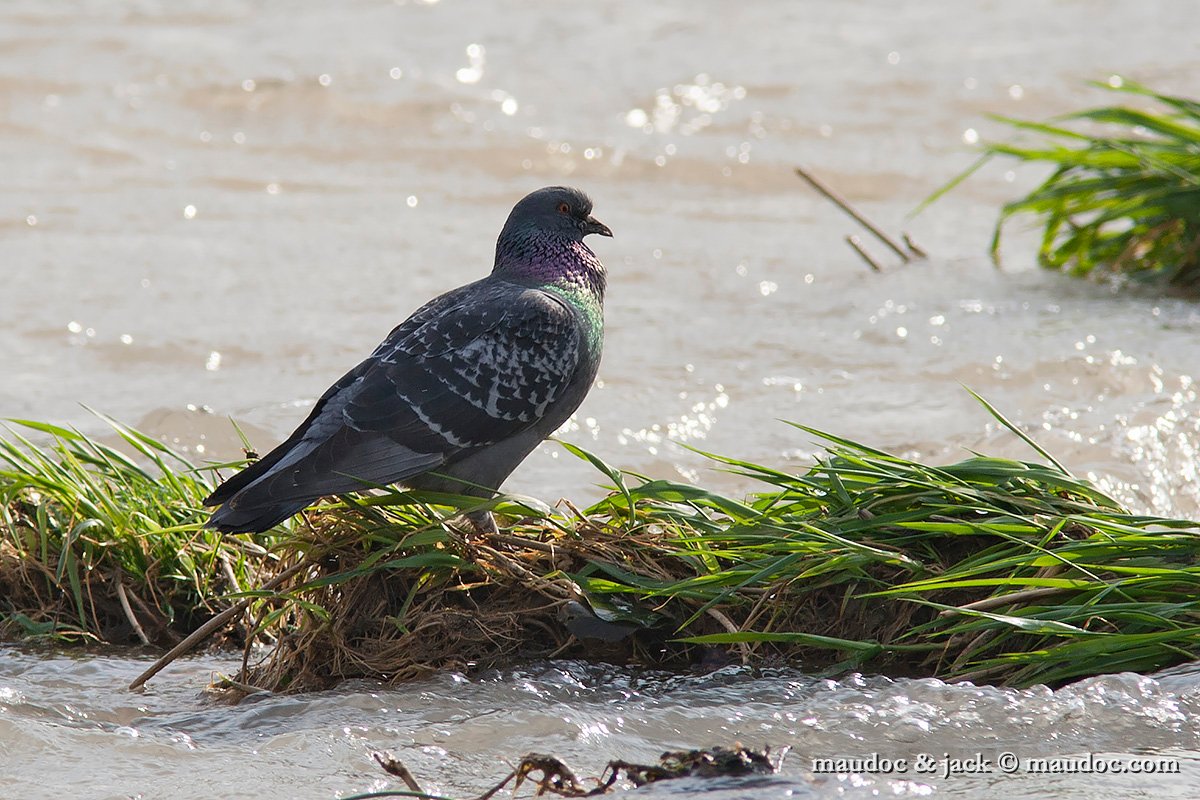 IMG_9067.jpg - Feral Pigeon