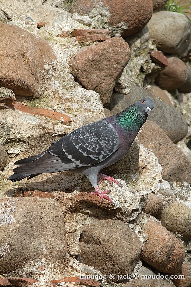 piccione_valeggio.jpg - Feral Pigeon