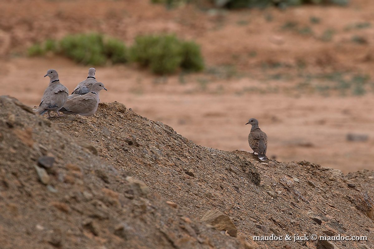 IMG_0064.jpg - Streptotelia turtur (right) & Streptopelia decaocto (left)