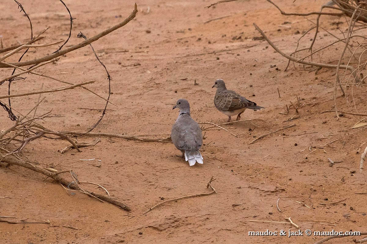 IMG_0079.jpg - Streptotelia turtur (right) & Streptopelia decaocto (left)