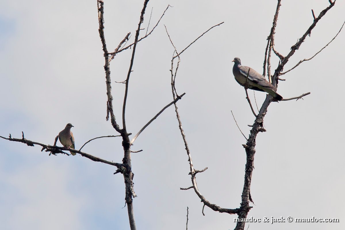 IMG_4533.jpg - Streptotelia turtur (left) & Columba palumbus (right)