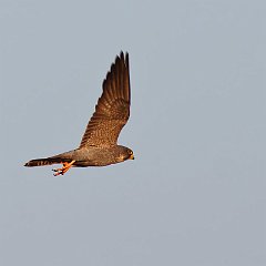 IMG_1755