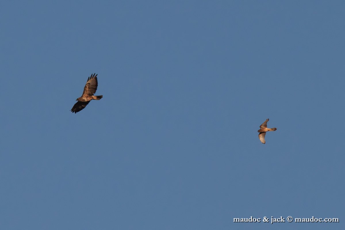 IMG_4354.jpg - with Buteo buteo