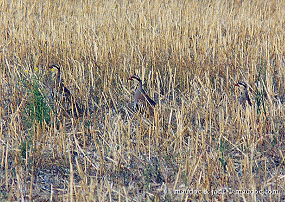 chukar.jpg