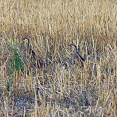 chukar