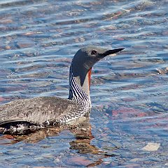 Gavia_stellata