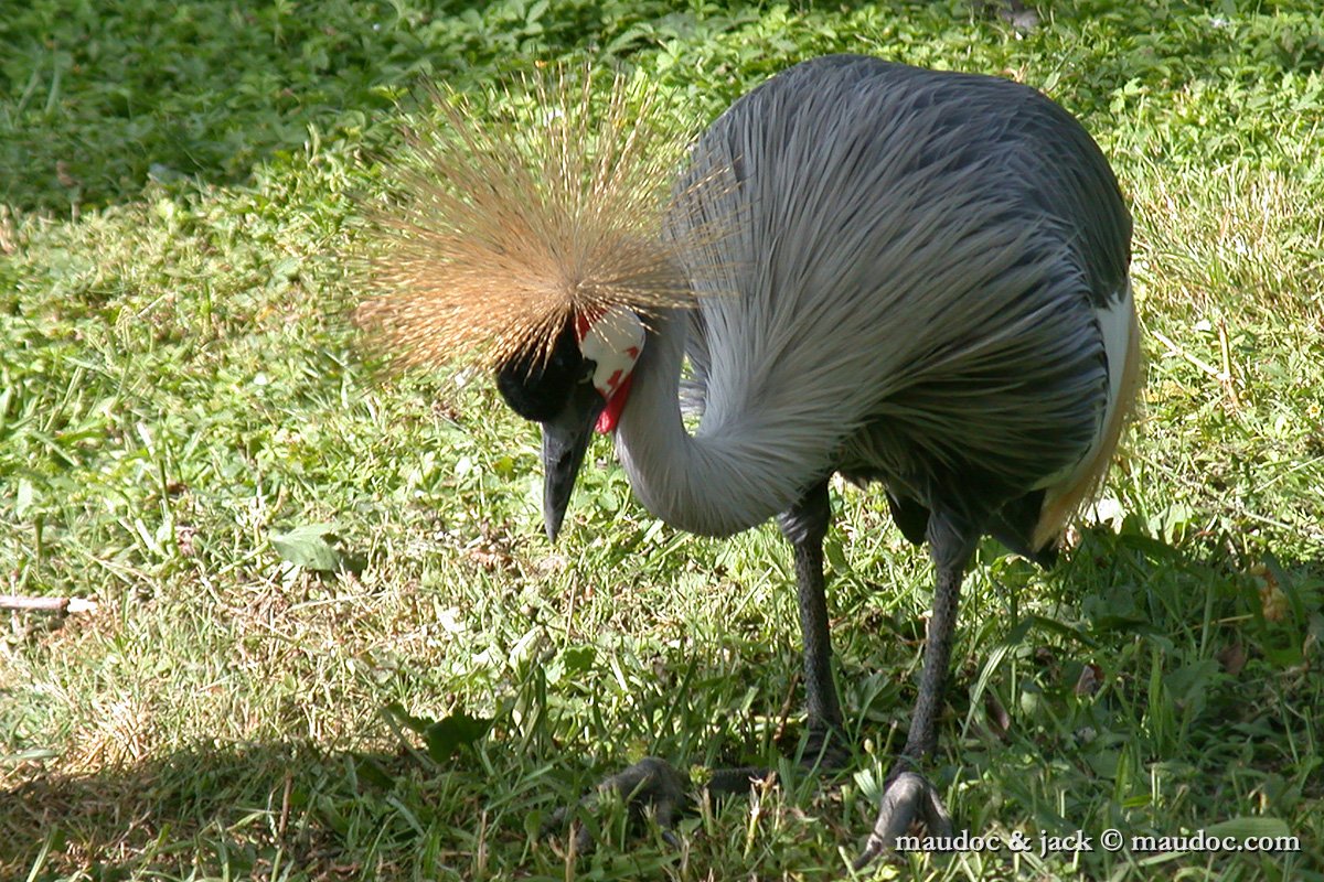 DSCN4439.jpg - captivity