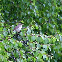 Acrocephalus_dumetorum