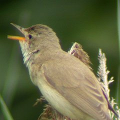 Acrocephalus_palustris