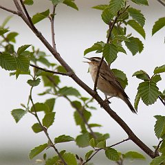 Acrocephalus_schoenobaenus