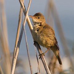 Acrocephalus_scirpaceus