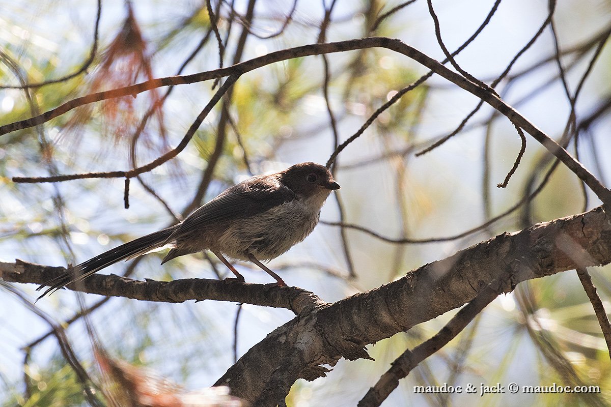 IMG_7175.jpg - juv ssp. macedonicus