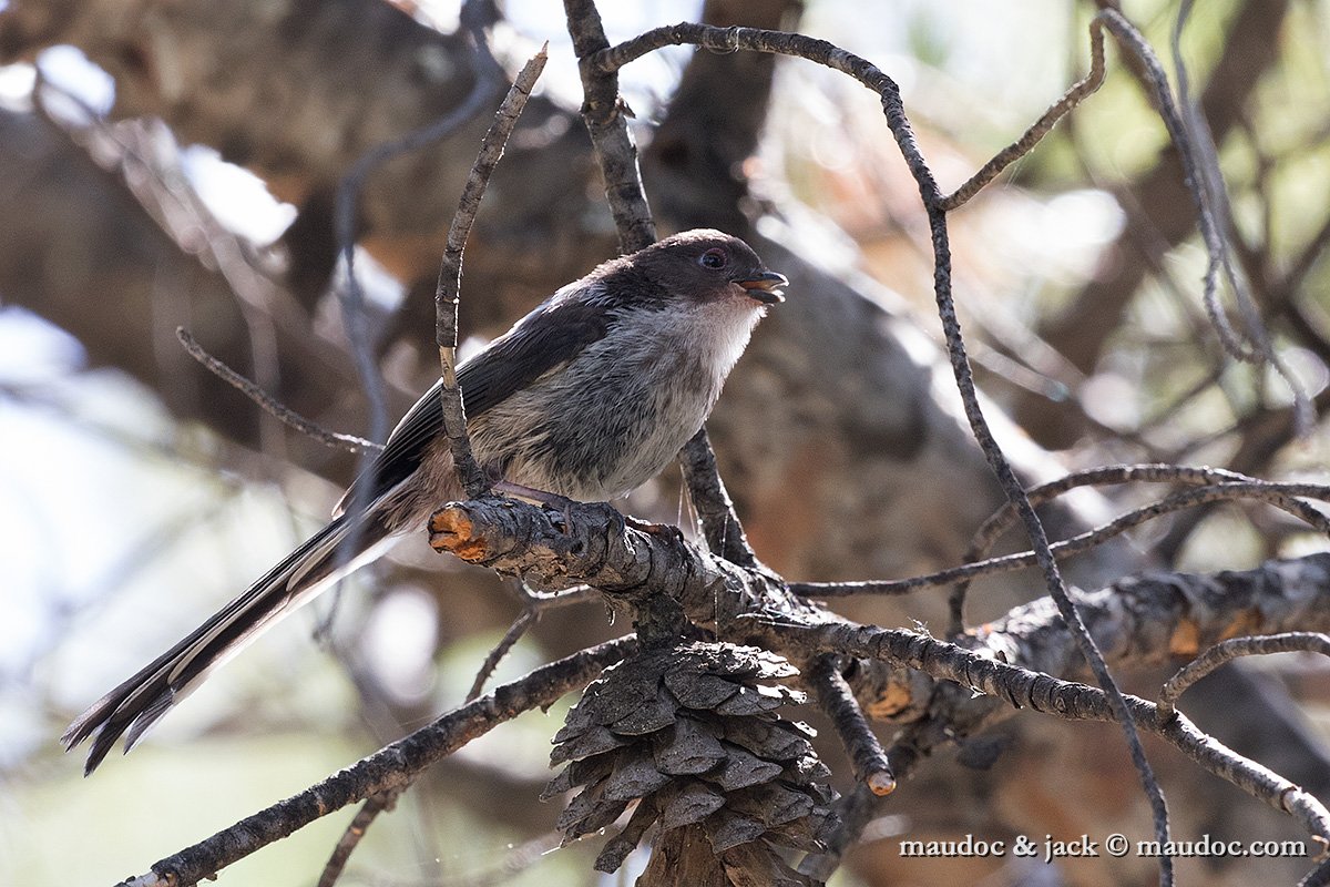 IMG_7184.jpg - juv ssp. macedonicus