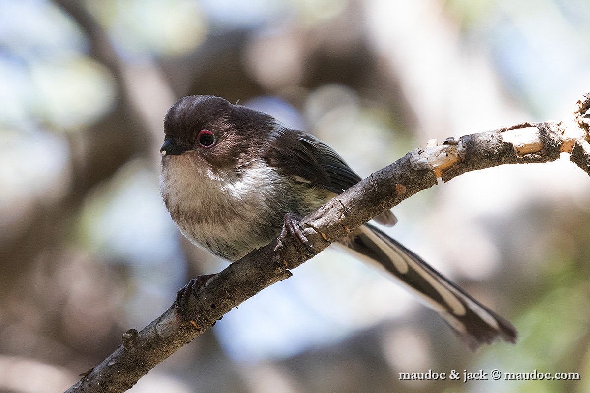 IMG_7189.jpg - juv ssp. macedonicus